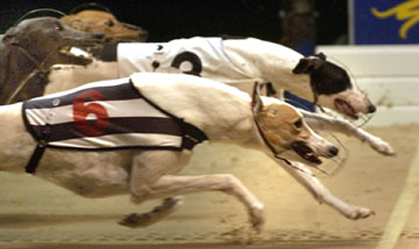 GREYHOUND RACING: The Duke reigns over Shelbourne