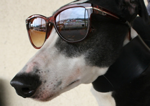 greyhoundglasses