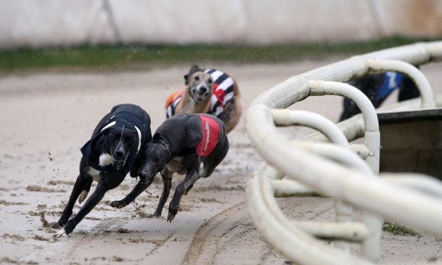Three Tips For Trading Greyhounds on BETDAQ