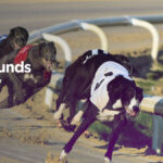 ENGLISH GREYHOUND DERBY PREVIEW with BARRY CAUL